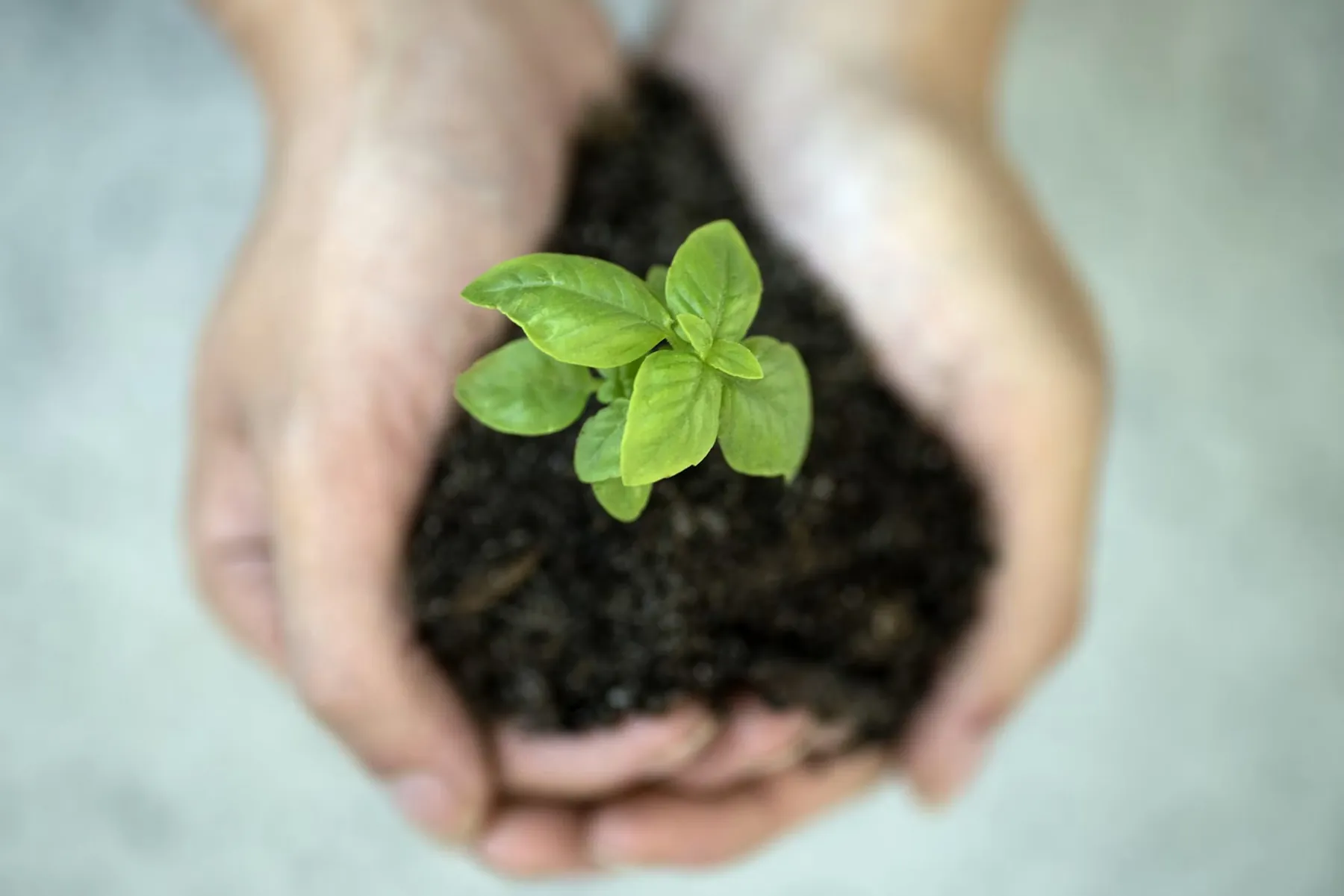 Hands holding a seedling